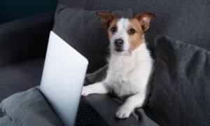 Dog sitting on the couch with a laptop