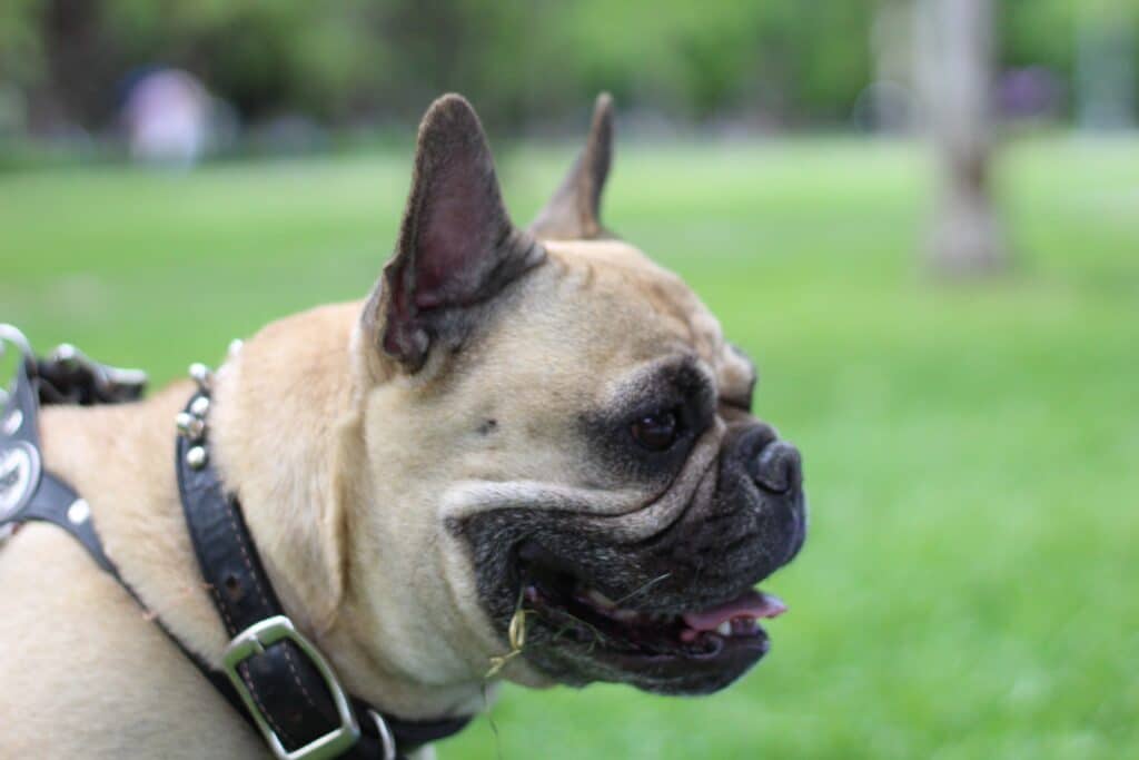 French Bulldog Side View At The Park