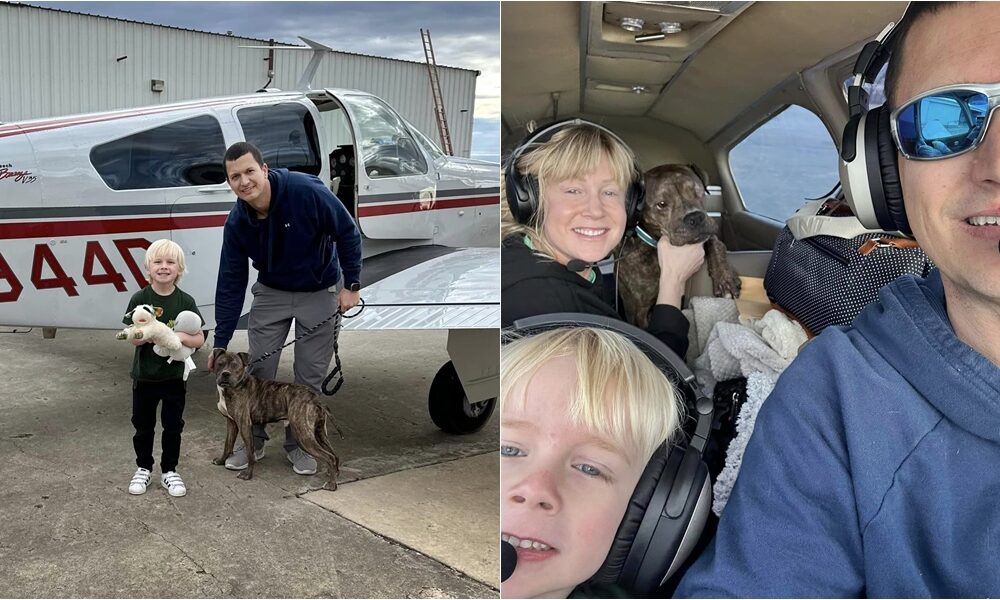 Odin The One-Eyed Dog Flying To See His New Owner