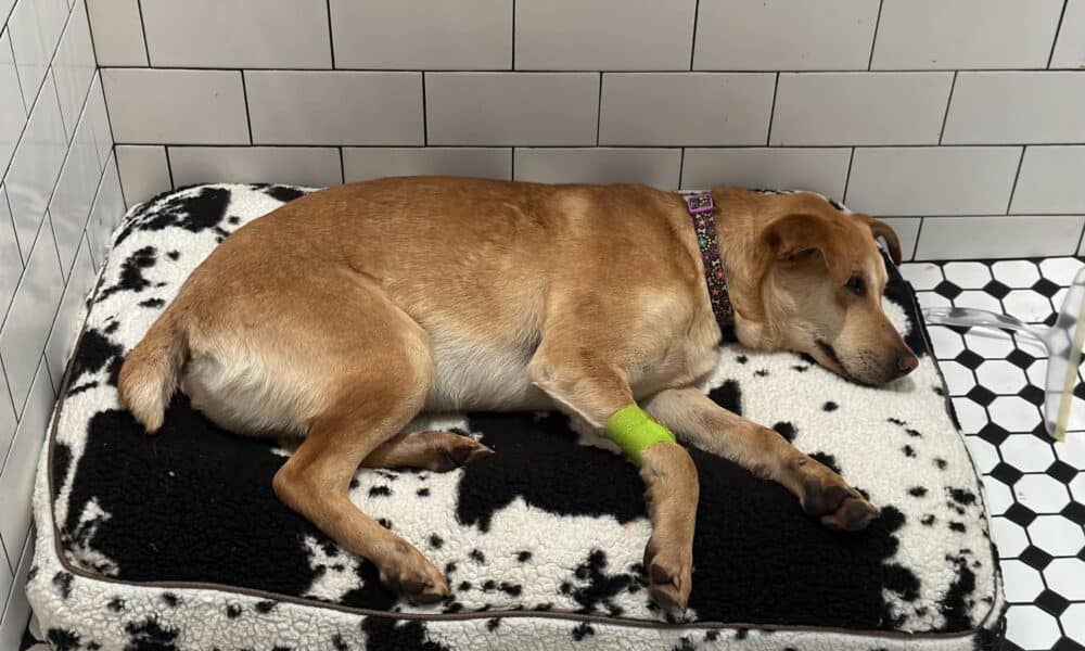 Peanut The Rescue Dog After A Hit And Run Accident