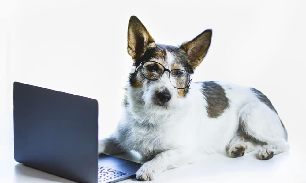 Puppy With Glasses In Front Of A Laptop