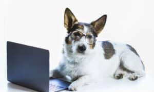 Puppy with glasses in front of a laptop