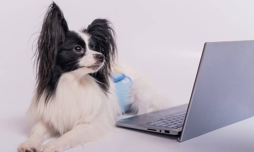 Smart Dog Working With A Laptop On A White Background