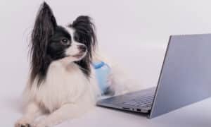 Smart dog working with a laptop on a white background
