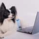 Smart Dog Working With A Laptop On A White Background