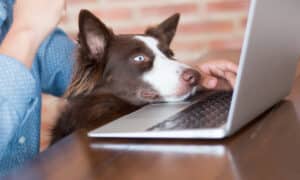 dog looking at the screen of her laptop really interested