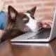Dog Looking At The Screen Of Her Laptop Really Interested