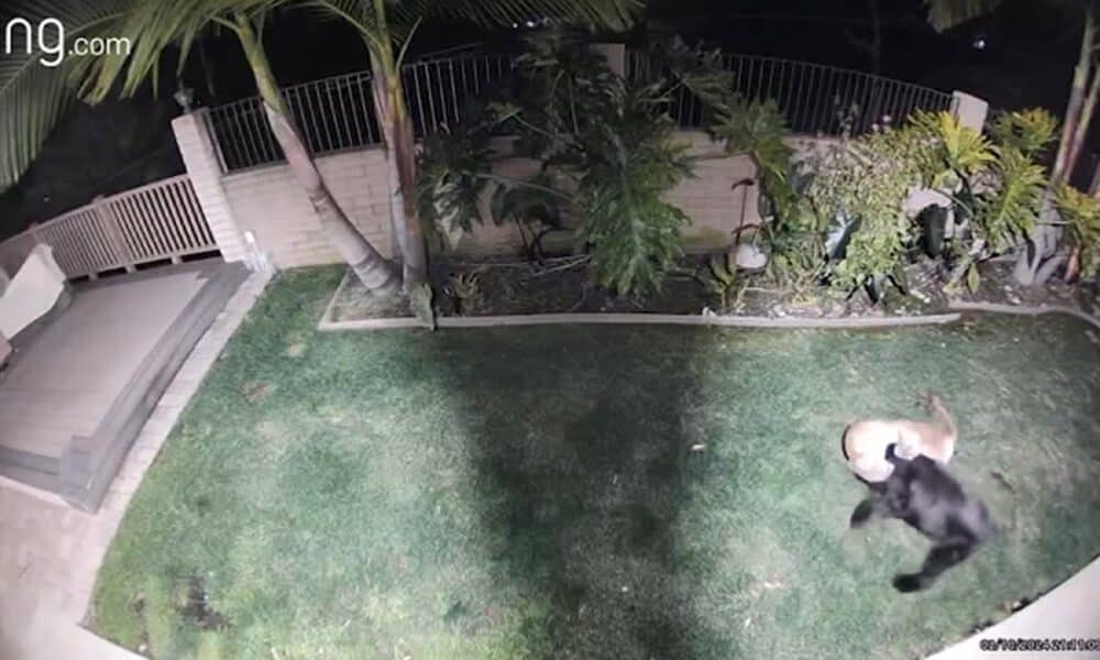 Mountain Lion Viciously Attacks Pet Dog In Backyard Of La Verne Home