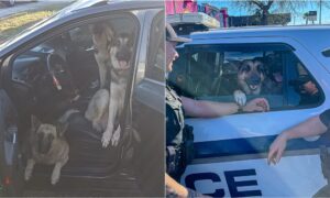 three german shepherds inside a stranger's car