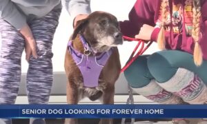13 Year Old Dog Looks For A Forever Home In Wisconsin
