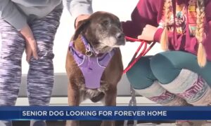 13 year old dog looks for a forever home in Wisconsin