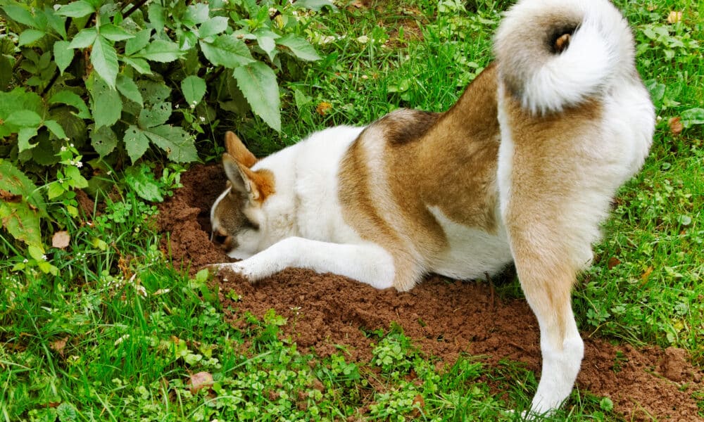 A Dog Digging In The Garden