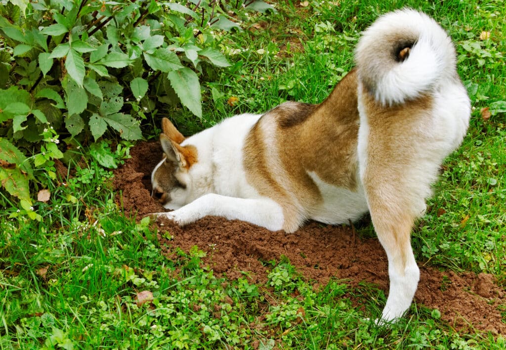 A Dog Digging In The Garden