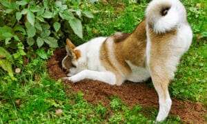 A dog digging in the garden