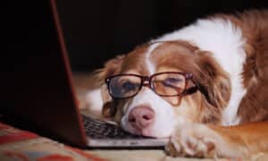 A dog in glasses sleeps in front of laptop