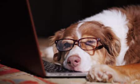 A Dog In Glasses Sleeps In Front Of Laptop