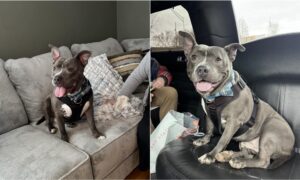 Chester the dog in a limo on his way to his forever home