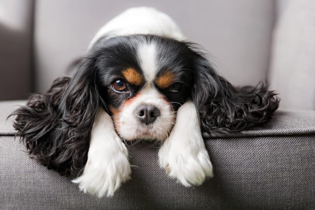 Cute Cavalier King Charles Spaniel On The Couch