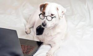 Dog In Glasses And Tie In Front Of A Laptop