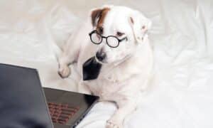 Dog in glasses and tie in front of a laptop