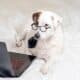 Dog In Glasses And Tie In Front Of A Laptop