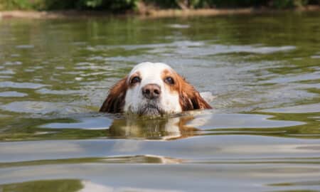Dog Swimming In The River