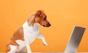 Dog uses a laptop on an orange background