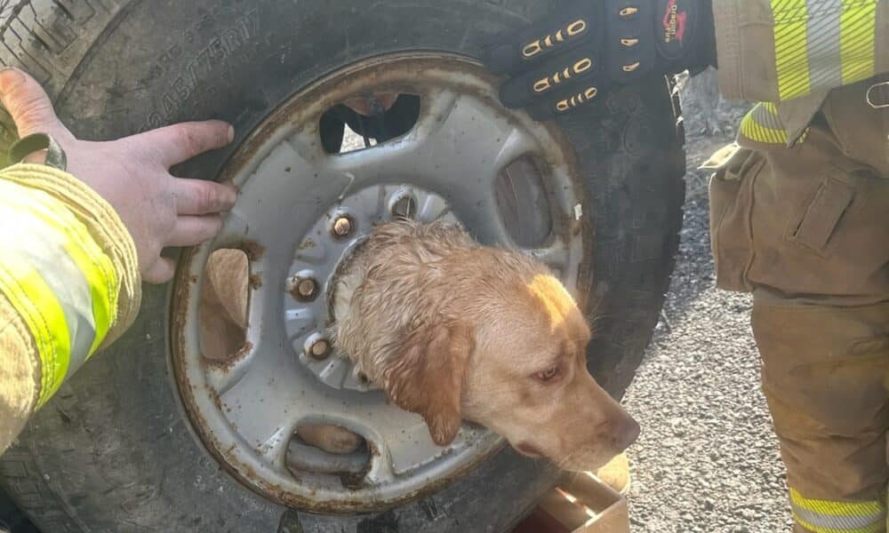Dog With Her Head Stuck In A Tire Rim
