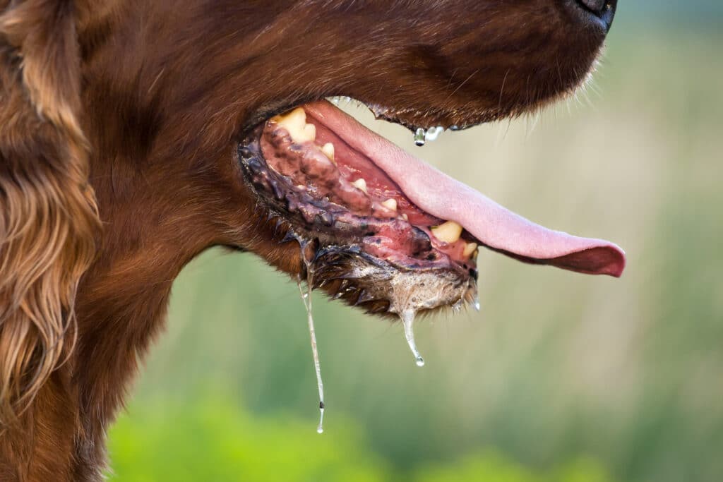 Drooling Dog Panting During A Hot Summer