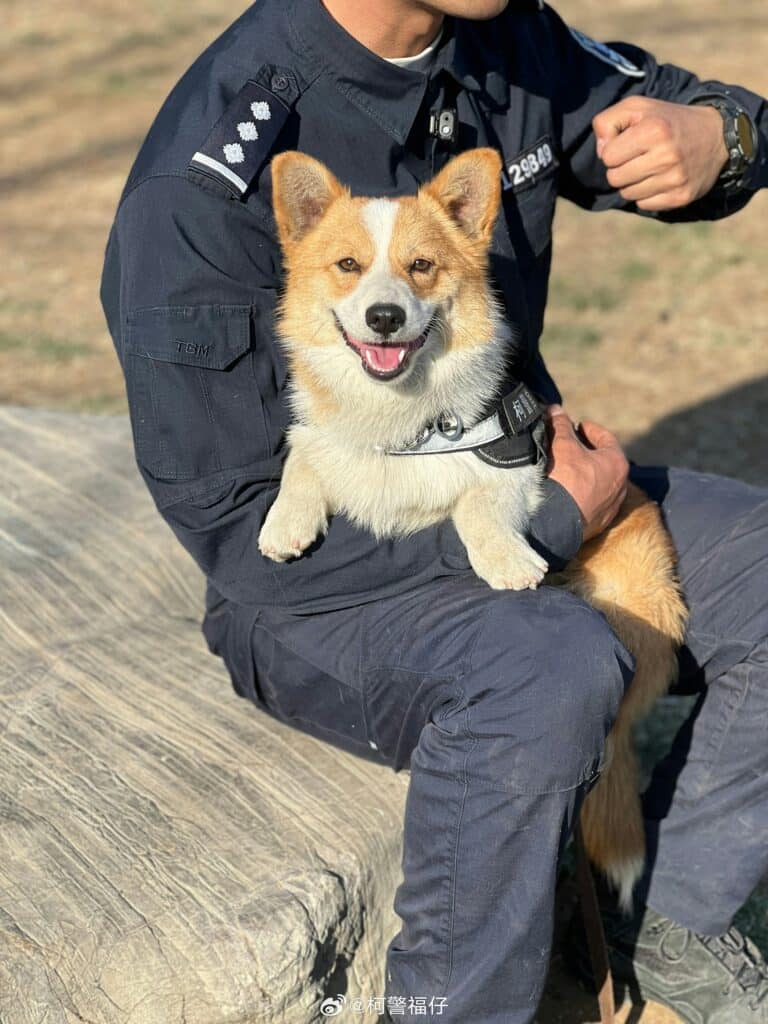 Fa Zai The Corgi Police Dog