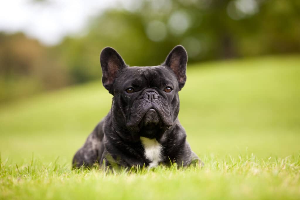 French Bulldog In The Grass