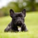 French Bulldog In The Grass