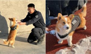 Fu Zai the first corgi police dog in china