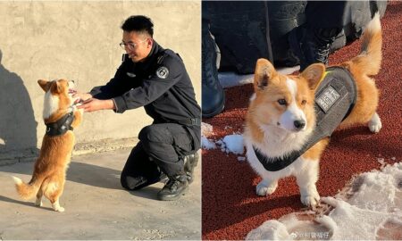Fu Zai The First Corgi Police Dog In China
