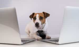 Jack Russell Terrier dressed in a tie sits between two laptops on a white background