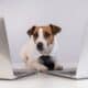 Jack Russell Terrier Dressed In A Tie Sits Between Two Laptops On A White Background