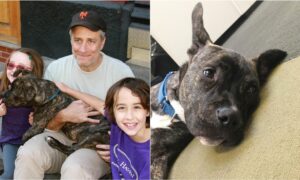 Jon stewart's dog, dipper