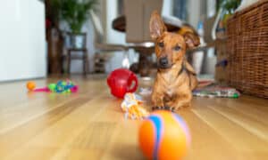 Little dog at home in the living room playing with his toys