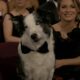Messi The Dog At The 2024 Oscars