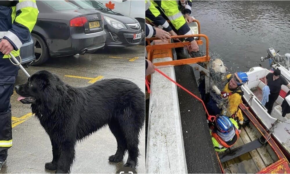Newfoundland Helps Rescue His Golden Retriever Friend From Drowning