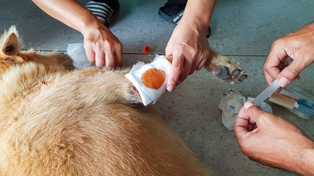 Picture Of First Aid For A Dog By Bandaging The Leg