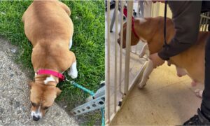 Pregnant rescue dog gives birth to 11 puppies