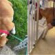 Pregnant Rescue Dog Gives Birth To 11 Puppies