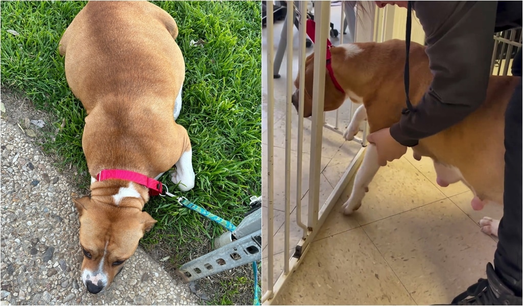 'So Pregnant She Couldn't Even Walk': Rescue Dog Gives Birth To 11 Puppies