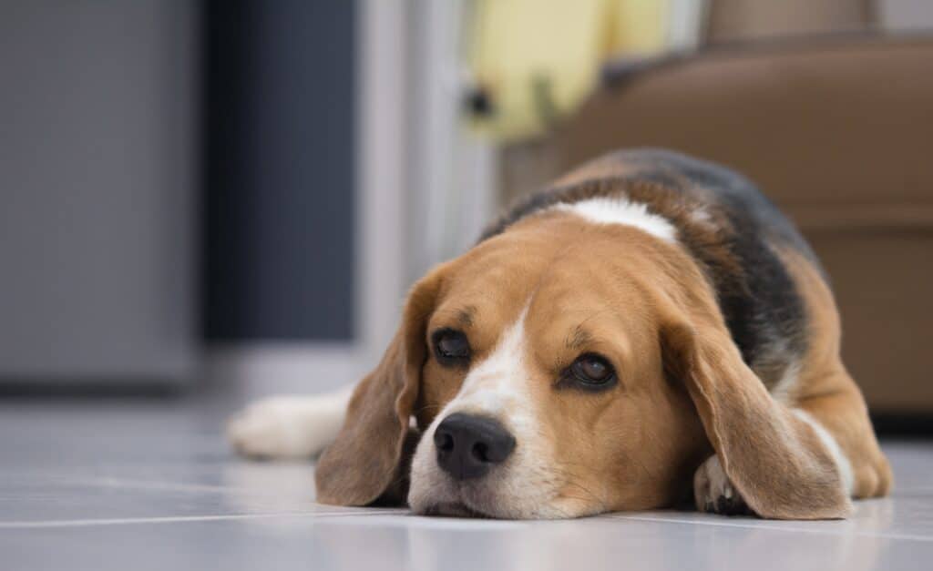 Sick Beagle Dog Lying Down Waiting For Owner With Sad Face
