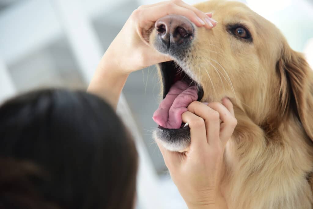 Vet Checking A Dog'S Mouth