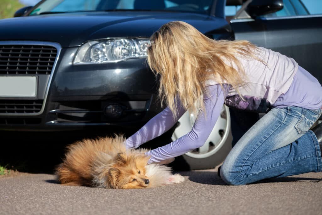 Woman Helps An Injured Dog In Front Of A Car