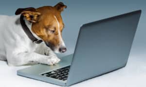 dog using a computer and browsing the internet