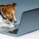 Dog Using A Computer And Browsing The Internet