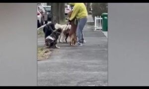 Dog walker in court to face animal cruelty charges